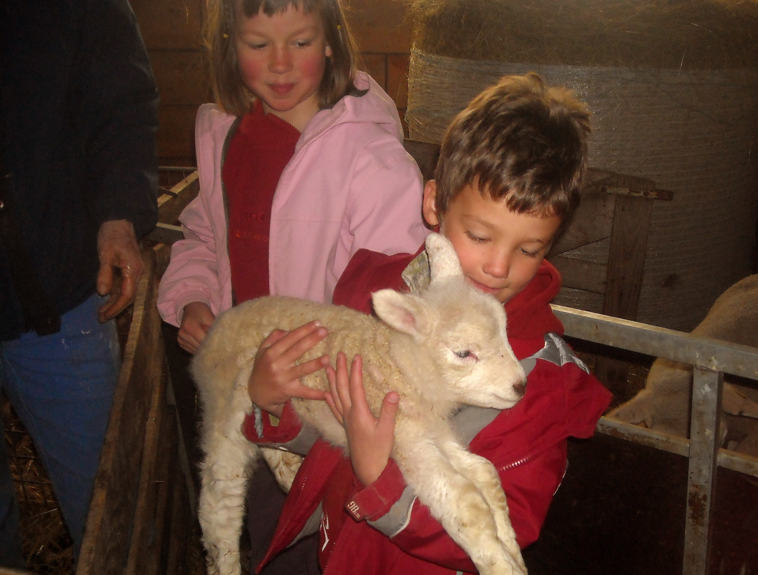 Enfant tenant un mouton